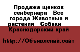 Продажа щенков сенбернара - Все города Животные и растения » Собаки   . Краснодарский край